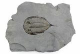 Dalmanites Trilobite Fossil - New York #357136-1